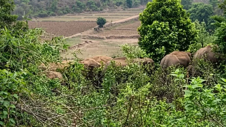 हाथी का फिर कहर, मवेशी तलाशने गए ग्रामीण की कुचलकर हत्या, एक सप्ताह में दूसरी मौत