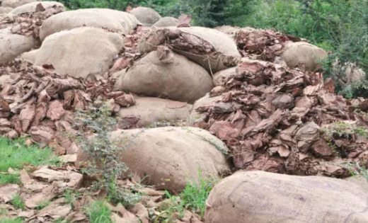 बस्तर का ‘हरा सोना’ सड़क किनारे लावारिस, तेंदूपत्तों से भरी बोरियां बारिश में खराब होने का खतरा