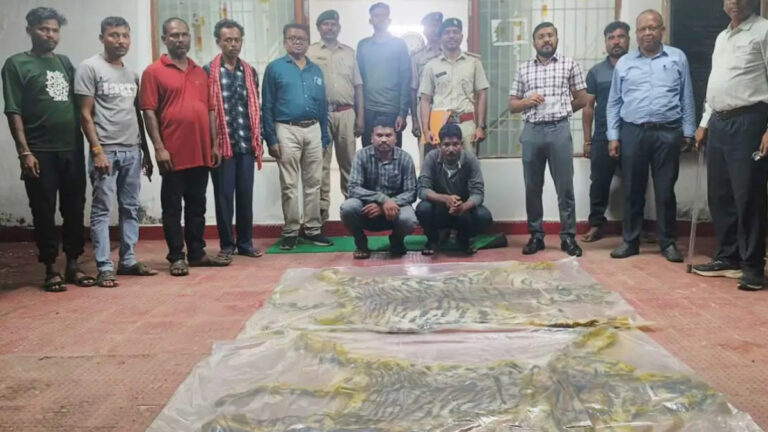 छत्तीसगढ़ में वन विभाग की बड़ी कार्रवाई: दो बाघों की खाल के साथ दो तस्कर गिरफ्तार, 15 लाख रुपये आंकी गई कीमत