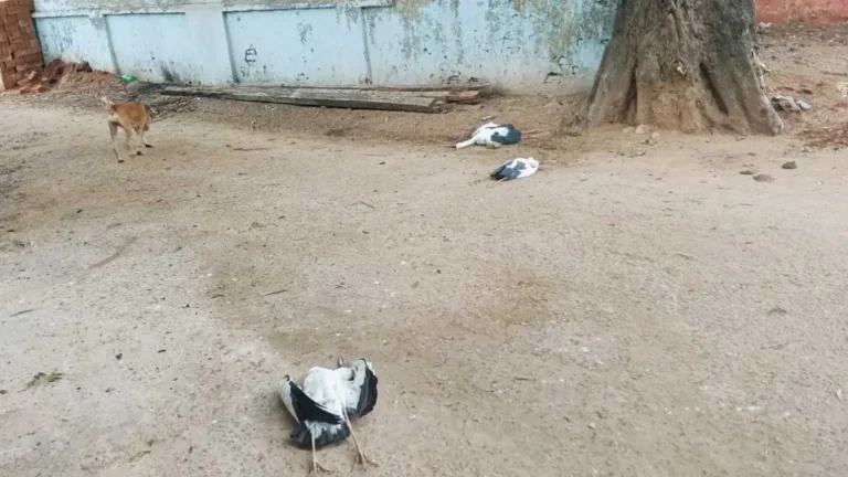 कोरबा में आकाशीय बिजली का कहर, इमली के पेड़ पर गिरी बिजली से 6 साइबेरियन सारसों की मौत