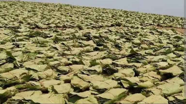 तेंदूपत्ता संग्राहकों को मिली बड़ी राहत, 2803 हितग्राहियों के खातों में भेजी जा रही 40 लाख रुपये से अधिक की प्रोत्साहन राशि