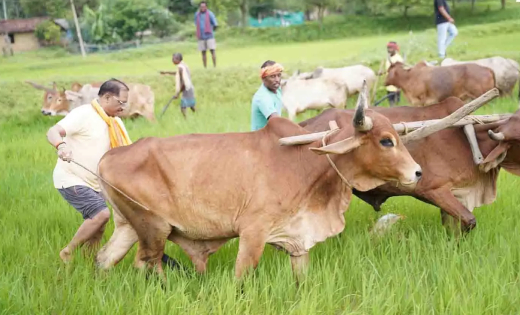 जब मुख्यमंत्री ने थामी हल की मूठ तो लौट आई गांव की पुरानी यादें, खेत में बैलों के साथ दिखा साय का किसान वाला अंदाज