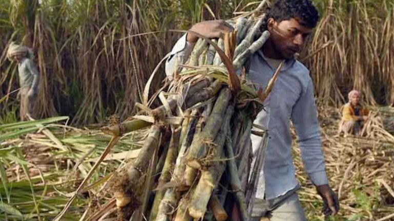 छत्तीसगढ़ में गन्ना किसानों को मिलेगा बढ़ा हुआ बोनस, 31 हजार से अधिक किसानों के खातों में आएंगे 51 करोड़ रुपये