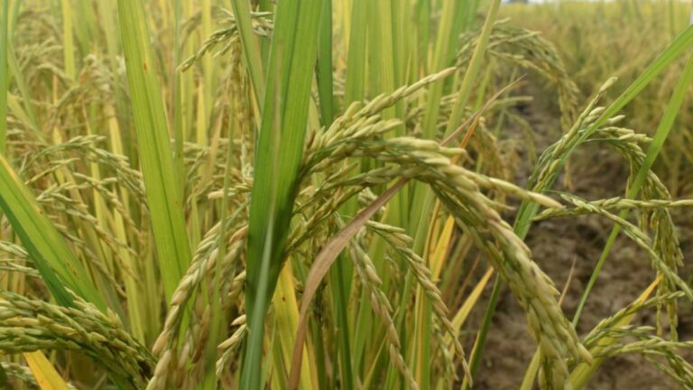 रायपुर : खेत बचाओ अभियान के तहत एनआईबीएसएम और केवीके मिलकर करेंगे किसानों को जागरूक